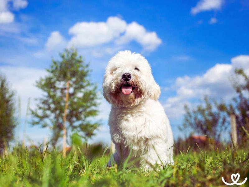 Plemeno-coton-de-tulear (15)